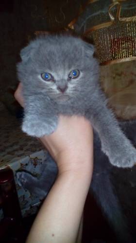 Шотландский вислоухий котик