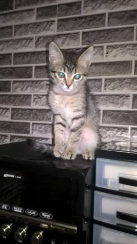 Котенок в добрые руки