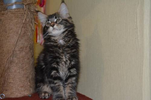 Котик породы Мейн-кун