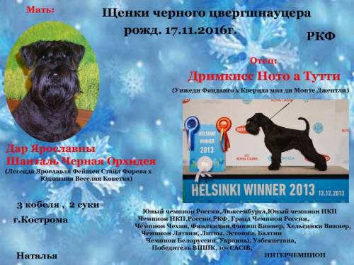 Отличные щенки цвергшнауцера чёрного окраса