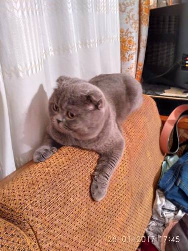 Кот на вязку