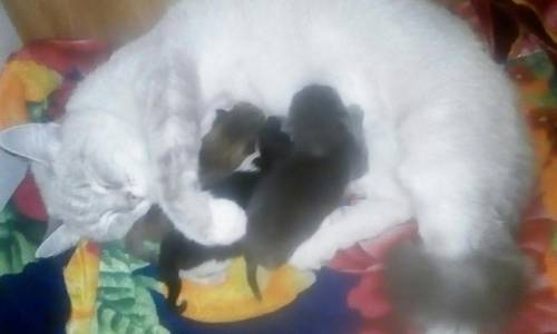 Отдам котят бесплатно