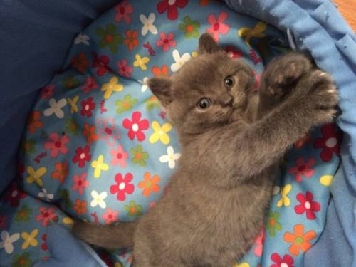 Шотландский  прямоухий котёнок 