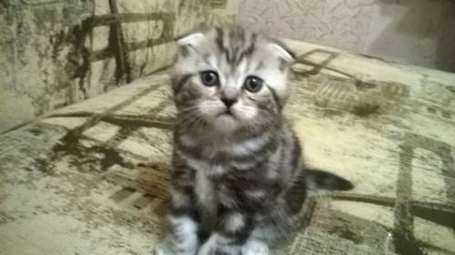 котик вислоухий шотландской породы