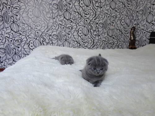 Шотландские вислоухие котята