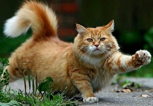 кот сибирский рыжий 