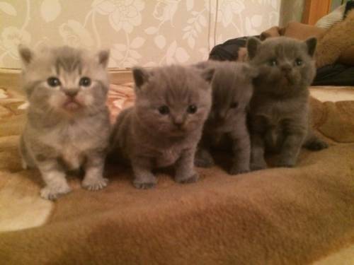 продам британских котят 