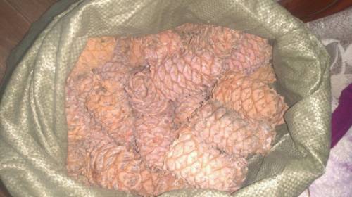 продам кедровые шишки