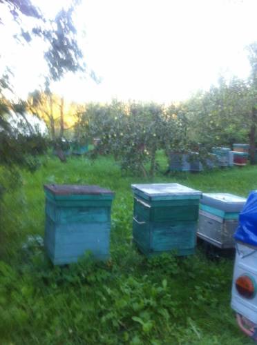 Продам пчел среднерусской породы в отличном состоянии
