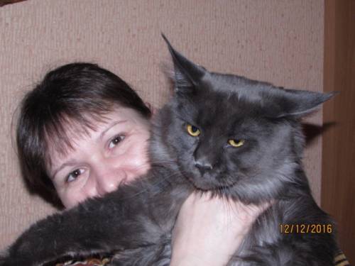 вязка с котом