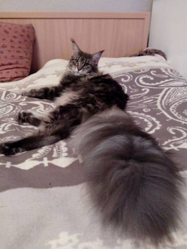 Мейн кун  котята