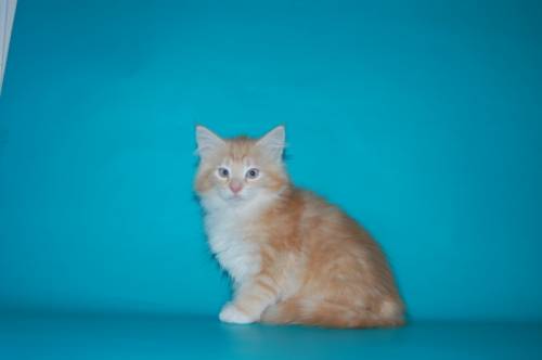 Норвежские лесные котята