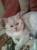 Вязка с котом