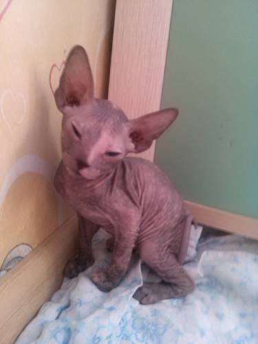 Котенок донской сфинкс