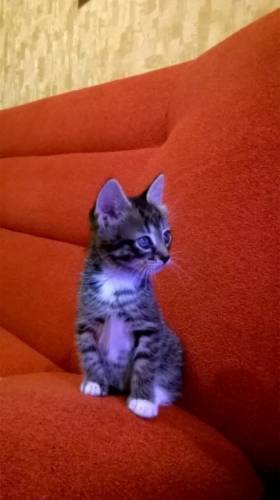 Отдам в добрые руки кот и кошечка