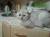 вязка с котом