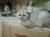 вязка с котом