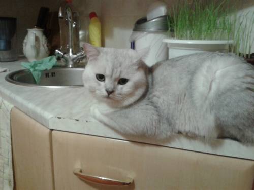вязка с котом