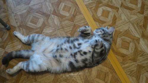 Отдаём британскую кошку в хорошие и добрые руки. 