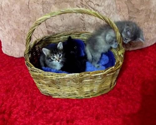 Котята в добрые руки