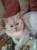 вязка с котом