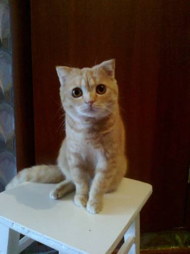 Для вязки кот шотландский вислоухий(страйт)