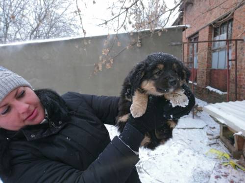 Отдам даром в добрые руки