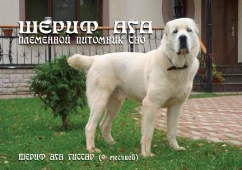 Туркменские Алабаи с отличной психикой от Лучших Представителей Породы