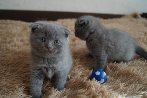 Продам плюшевых шотландских котят