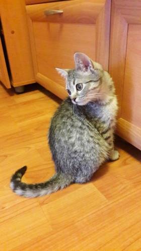 Котенок ищет дом