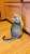 Котенок ищет дом