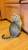 Котенок ищет дом