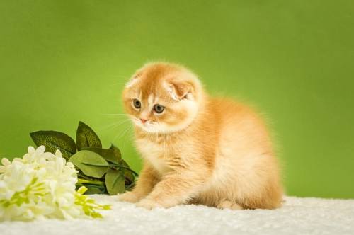 шикарные шотландские котята