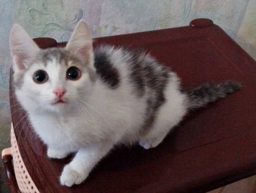 Отдам бесплатно котенка (мальчик) в хорошие руки. 