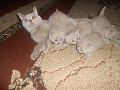 продам котят шотланской породы