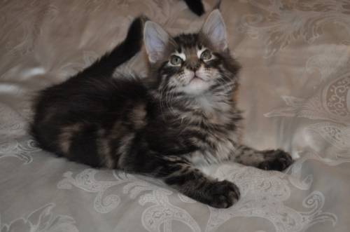 Котята Мейн кун