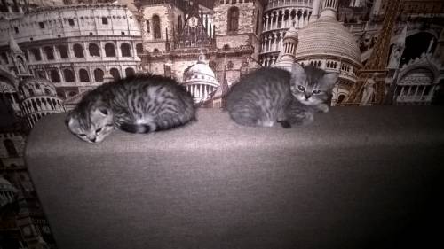 котики шотландцы ждут