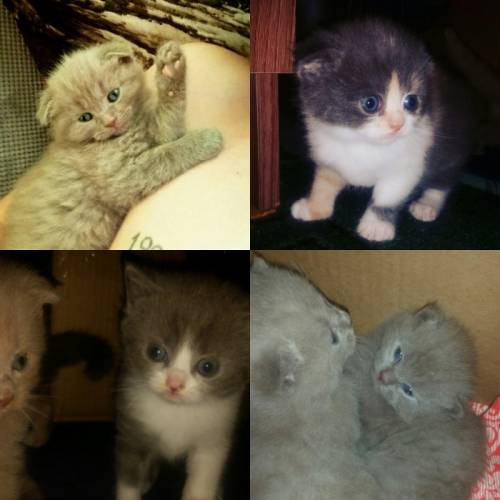 Продам шотландских котят