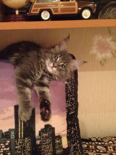 Счастье в ваш дом