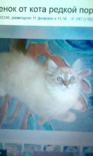 Котёнок невский-маскарадный девочка
