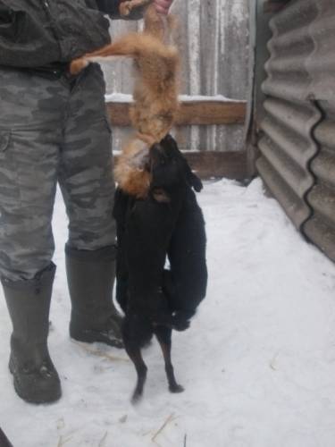 продам щенков ягдтерьера