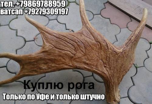 Рога лося, оленьи, марала если есть предложите