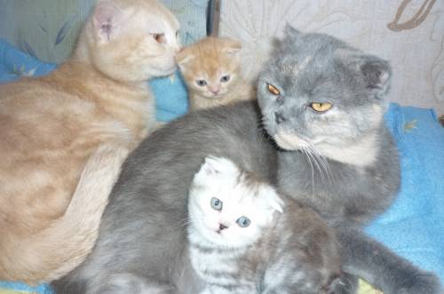 Котята ждут своих хозяев