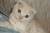 Котята ждут своих хозяев