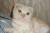 Котята ждут своих хозяев