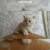 котята шотландской породы
