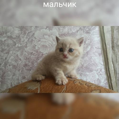 котята шотландской породы