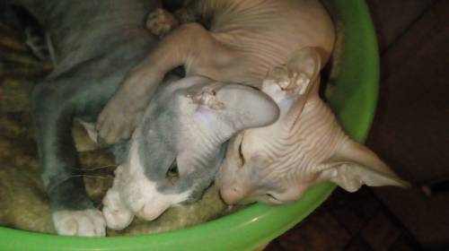 Очаровашки котята дончики