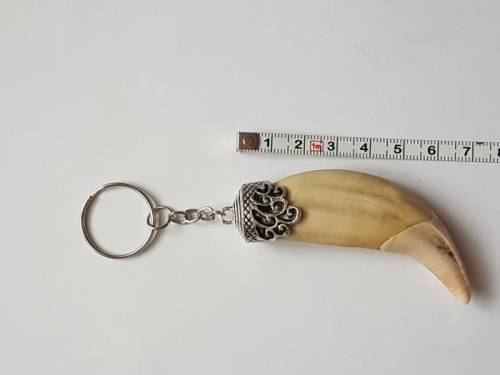 Клык камчатского медведя