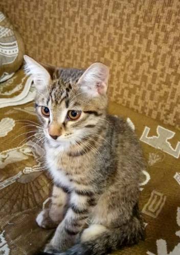 Отдаю котенка в хорошие руки
